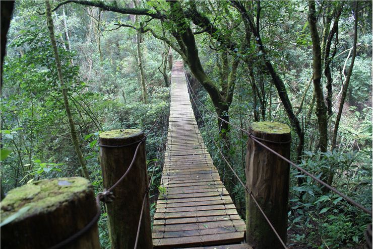 Picture Of Swing Fragile Bridge In El Salvador